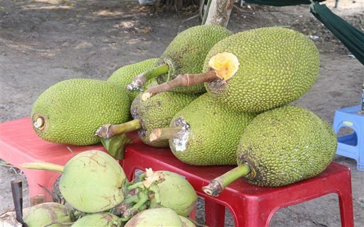 Mít Thái “sốt” giá, nông dân Tiền Giang có nguồn thu nhập cao - Ảnh 1.