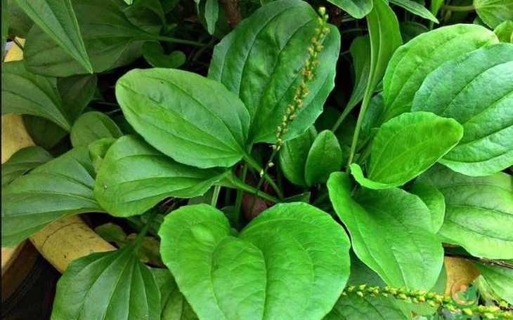Bài thuốc chữa bệnh từ cây mã đề