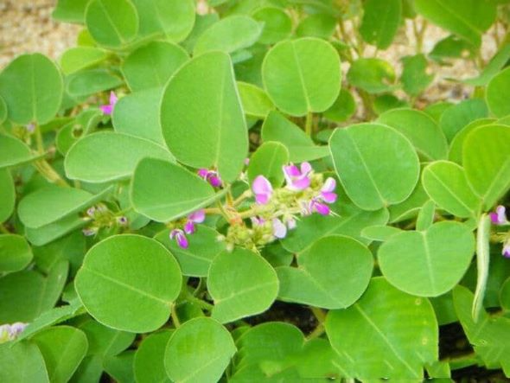 Mã đề - lợi tiểu, chữa ho, trừ đờm - Ảnh 4.