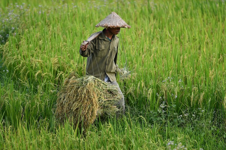 Giá gạo lên đỉnh, Việt Nam cần chớp thời cơ xuất khẩu - Ảnh 1. Giá gạo lên đỉnh, Việt Nam cần chớp thời cơ xuất khẩu - Ảnh 1.