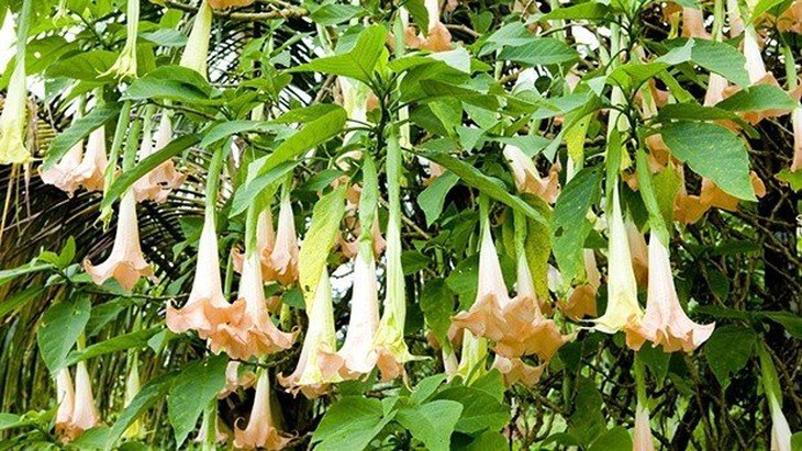 Cây hoa chuông có độc tính như thế nào mà người ăn có thể bị ngộ độc nặng, thậm chí tử vong? - Ảnh 2. Cây hoa chuông có độc tính như thế nào mà người ăn có thể bị ngộ độc nặng, thậm chí tử vong? - Ảnh 2.