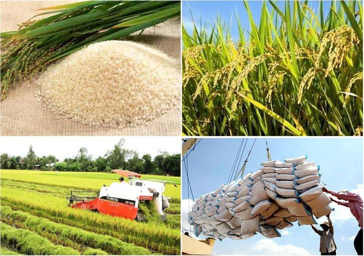 Giá gạo tăng từng ngày, Tổng cục QLTT ra công văn yêu cầu xử lý vi phạm về đầu cơ, găm hàng - Ảnh 2. Giá gạo tăng từng ngày, Tổng cục QLTT ra công văn yêu cầu xử lý vi phạm về đầu cơ, găm hàng - Ảnh 2.