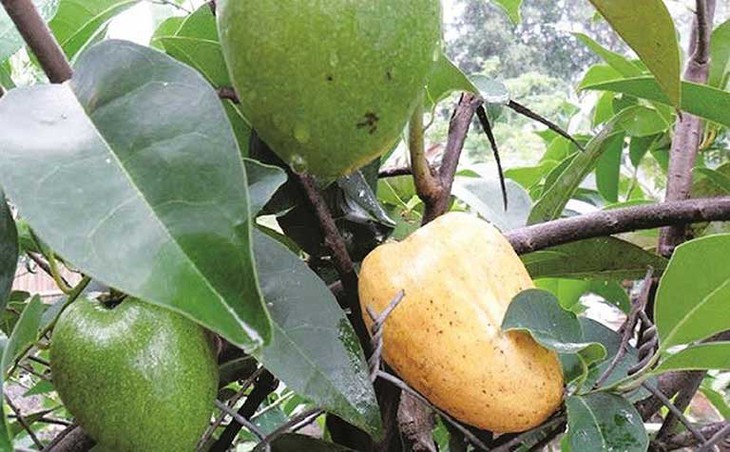 Loại quả 'trong chán, ngoài thèm' pha trà ngon, hấp dẫn ngang trà mãng cầu - Ảnh 2.