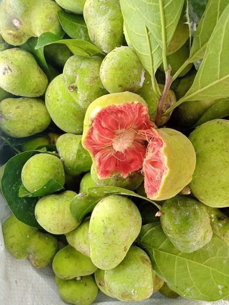 Loại quả vị chua chua, ruột hồng bắt mắt giá ngang trái cây nhập khẩu ở Hà Nội vẫn đắt khách - Ảnh 2. Loại quả vị chua chua, ruột hồng bắt mắt giá ngang trái cây nhập khẩu ở Hà Nội vẫn đắt khách - Ảnh 2.