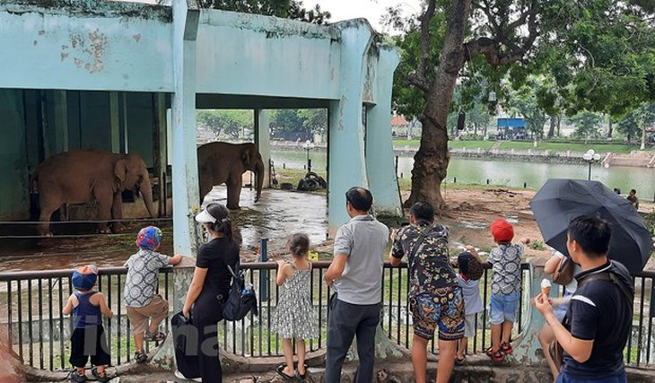 Vườn thú Hà Nội: Voi bị xiềng xích được chăm sóc 'đúng quy trình' - Ảnh 2.
