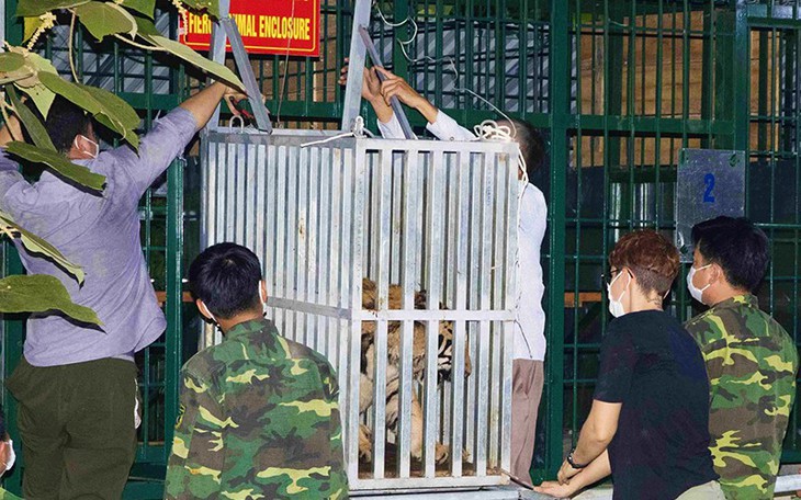 Cận cảnh 'Ông ba mươi' Đông Dương quý hiếm bậc nhất thế giới- Ảnh 2.