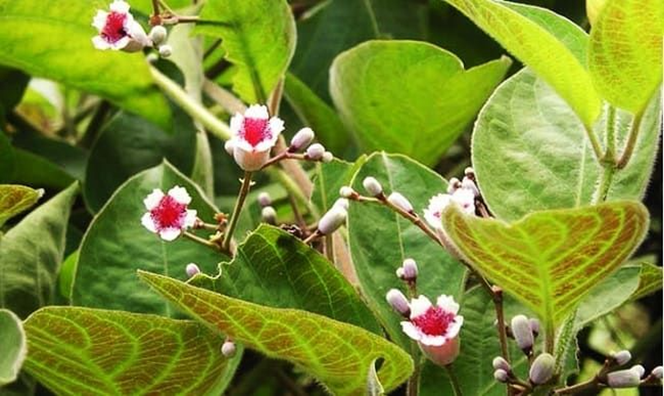 4 bài thuốc đơn giản trị táo bón tại nhà - Ảnh 5.