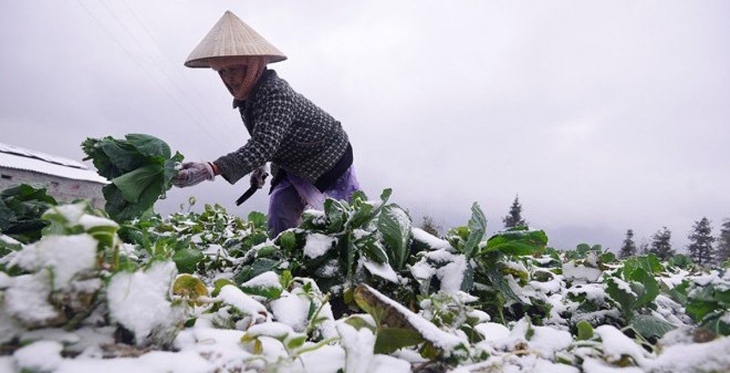Mùa đông năm 2023-2024, số ngày rét đậm, rét hại xu hướng xảy ra ít hơn so với trung bình nhiều năm. Mùa đông năm 2023-2024, số ngày rét đậm, rét hại xu hướng xảy ra ít hơn so với trung bình nhiều năm.
