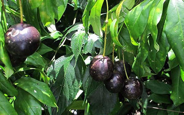 Cảnh báo về loại quả rừng giống quả cherry nhưng chứa độc tính và gây tử vong