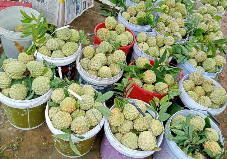 Loại na đấu giá 100 triệu/quả: Trước phải chặt bỏ, nay giới sành ăn lùng mua - Ảnh 2.