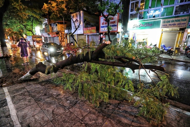Cây gãy đổ bất ngờ, cách nào để phòng tránh? - Ảnh 2.