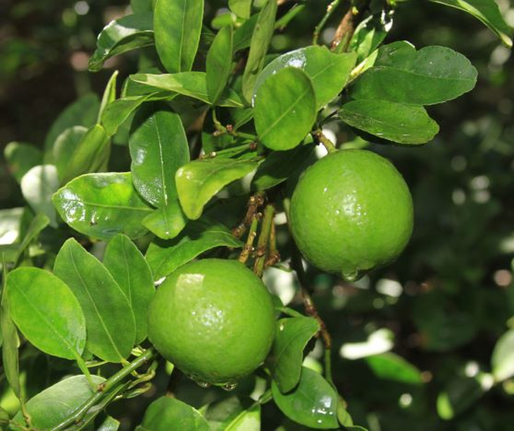 Cách dùng chanh phòng ngừa sỏi thận - Ảnh 4.