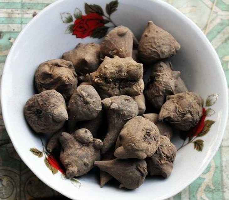 Tuyệt đối không tự ý chế biến củ ấu tầu làm thức ăn vì dễ gây ngộ độc - Ảnh 4.