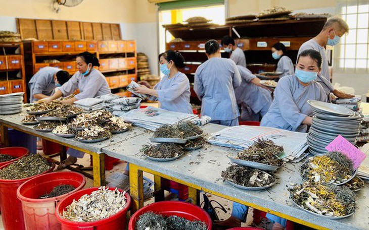 Trồng dược liệu ngay tại chùa để chữa bệnh cho người nghèo