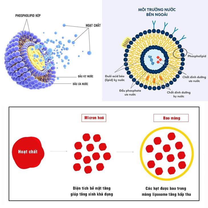 Công nghệ liposome và ứng dụng trong bào chế sắt sinh học - Ảnh 1. Công nghệ liposome và ứng dụng trong bào chế sắt sinh học - Ảnh 1.