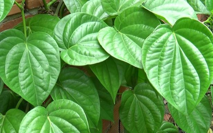 Bài thuốc giảm đau nhức xương khớp dễ thực hiện tại nhà