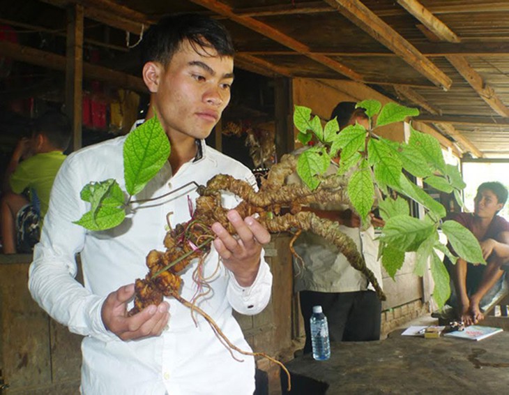 Những củ sâm Ngọc Linh quý hiếm, giá tiền tỷ gây xôn xao - Ảnh 5. Những củ sâm Ngọc Linh quý hiếm, giá tiền tỷ gây xôn xao - Ảnh 5.