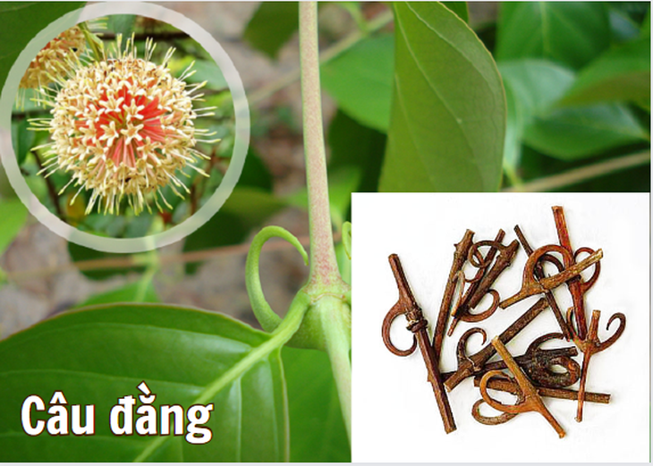 Bộ đôi thảo dược hỗ trợ giảm run chân tay trong y học cổ truyền - Ảnh 1.