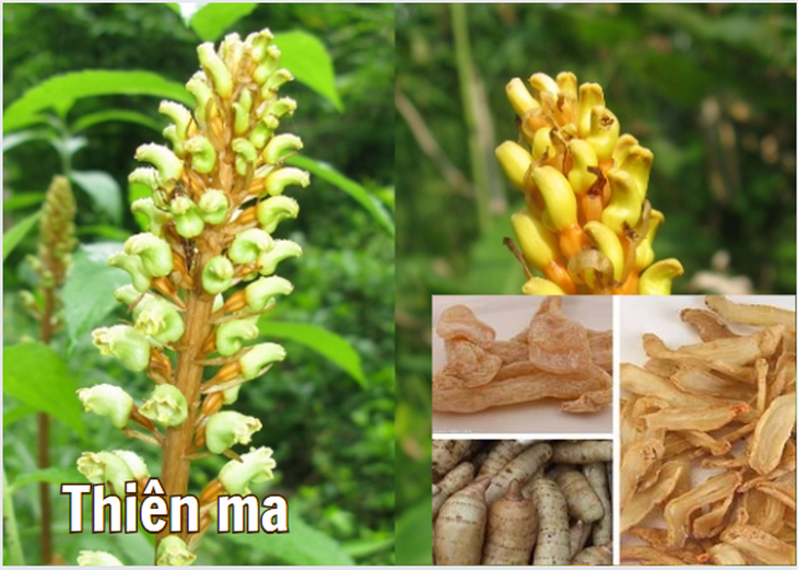 Bộ đôi thảo dược hỗ trợ giảm run chân tay trong y học cổ truyền - Ảnh 2.