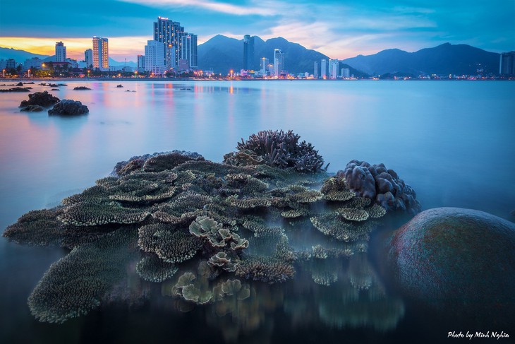 San hô quý gần bờ ở Vịnh Nha Trang hồi sinh, cấp bách bảo vệ trước các mối đe dọa - Ảnh 3.