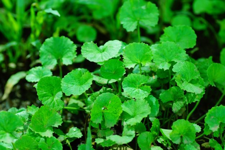 Các phương pháp giải độc gan giúp làm “sạch” gan đến đâu? - Ảnh 5.