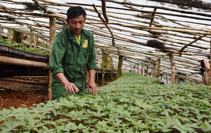 Kon Tum cần phát triển nông nghiệp công nghệ cao, vùng trồng dược liệu dưới tán rừng - Ảnh 1. Kon Tum cần phát triển nông nghiệp công nghệ cao, vùng trồng dược liệu dưới tán rừng - Ảnh 1.