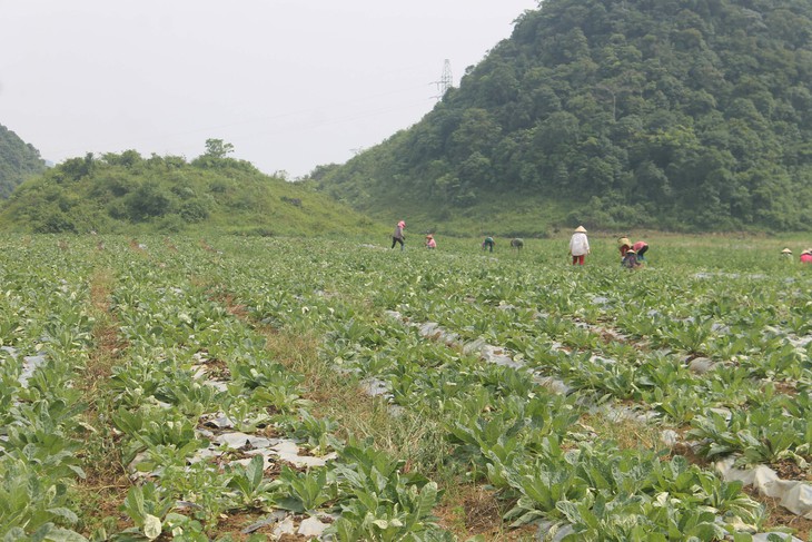 Bảo tồn, phát triển và khai thác hiệu quả cây dược liệu tỉnh Hà Giang - Ảnh 2.