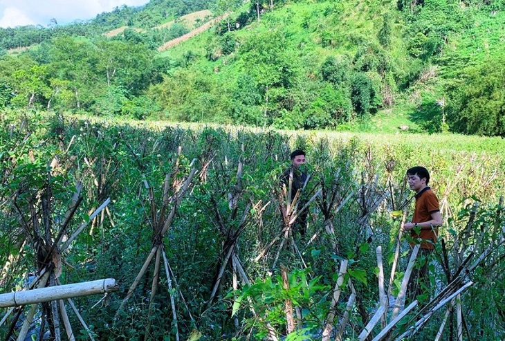 Triển khai trồng dược liệu quý ở Bắc Kạn cải thiện sinh kế, nâng cao đời sống cho bà con - Ảnh 1.
