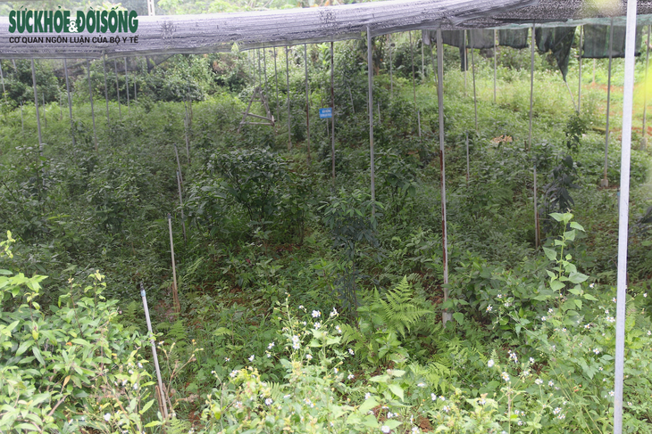 Những khó khăn trong việc bảo tồn nền y dược học dân tộc - Ảnh 3.