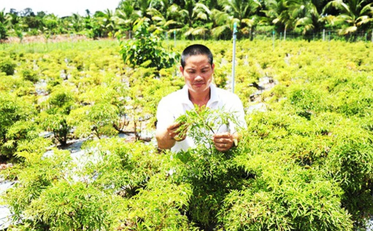 Sự cần thiết trong việc phát triển nuôi trồng dược liệu - Ảnh 2. Sự cần thiết trong việc phát triển nuôi trồng dược liệu - Ảnh 2.