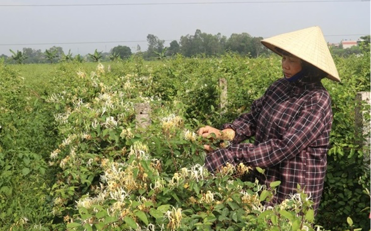 Phát triển, mở rộng trồng dược liệu giúp nâng cao thu nhập, xóa đói giảm nghèo