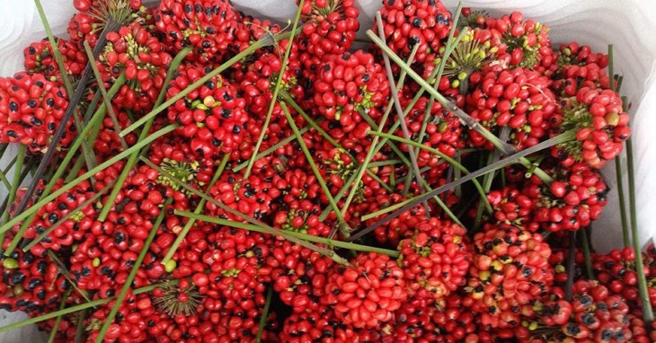 Hạt sâm Ngọc Linh hơn 240 triệu đồng/kg, hàng Trung Quốc đổ về chỉ 2,3 triệu