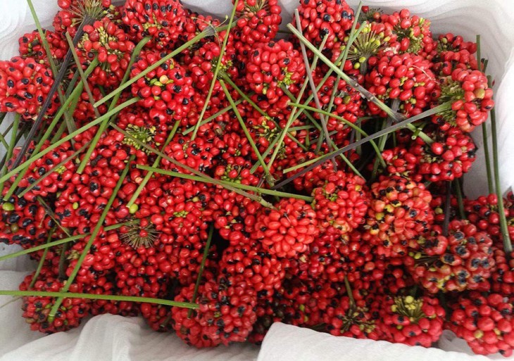 Hạt sâm Ngọc Linh hơn 240 triệu đồng/kg, hàng Trung Quốc đổ về chỉ 2,3 triệu - Ảnh 1.