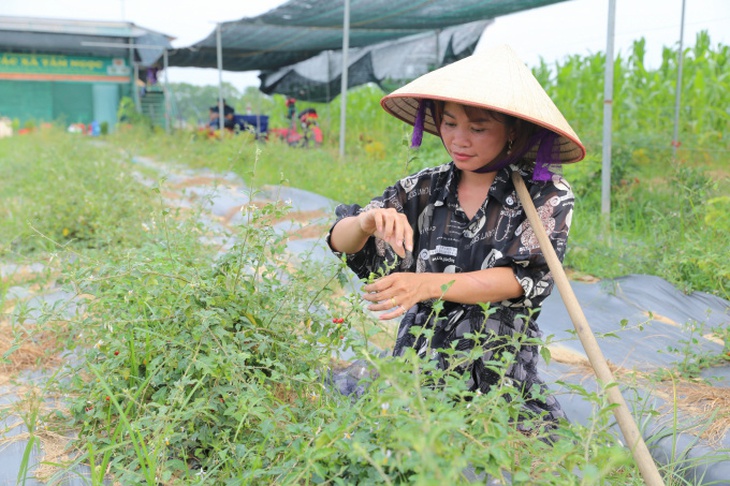 Hà Nội "xóa đất hoang" bằng cây dược liệu - Ảnh 2.