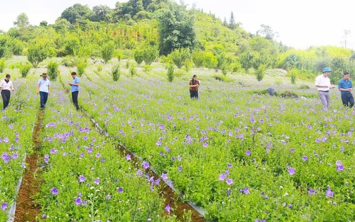 Lào Cai đẩy nhanh tiến độ trồng, chăm sóc cây dược liệu