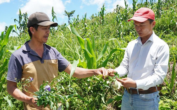 Phát triển vùng chuyên canh cây dược liệu tại Quảng Ngãi