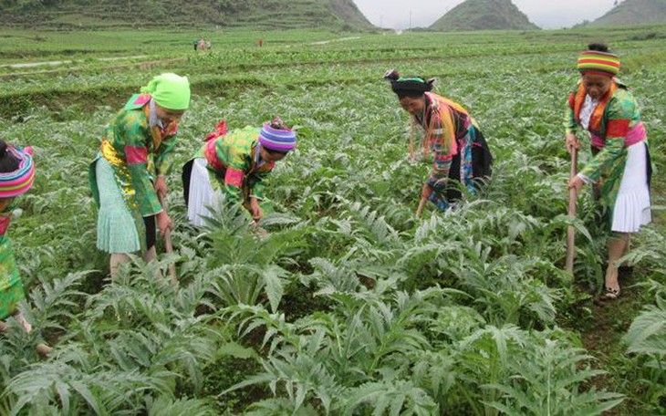 Nghịch lý trong phát triển tài nguyên dược liệu ở Việt Nam