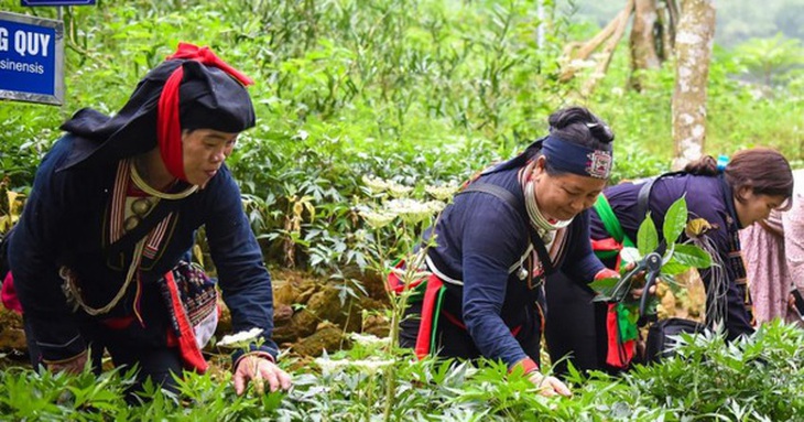 Cần quan tâm quy hoạch phát triển cây dược liệu - Ảnh 2.