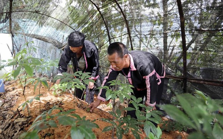 Đầu tư, hỗ trợ phát triển dược liệu quý tại vùng đồng bào dân tộc thiểu số và miền núi theo 'chuỗi giá trị'