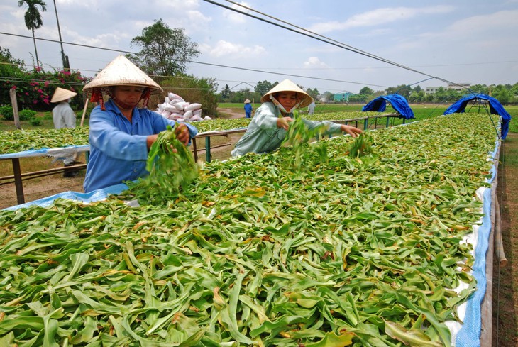 Giải pháp nào để tăng kim ngạch xuất khẩu dược liệu? - Ảnh 1.