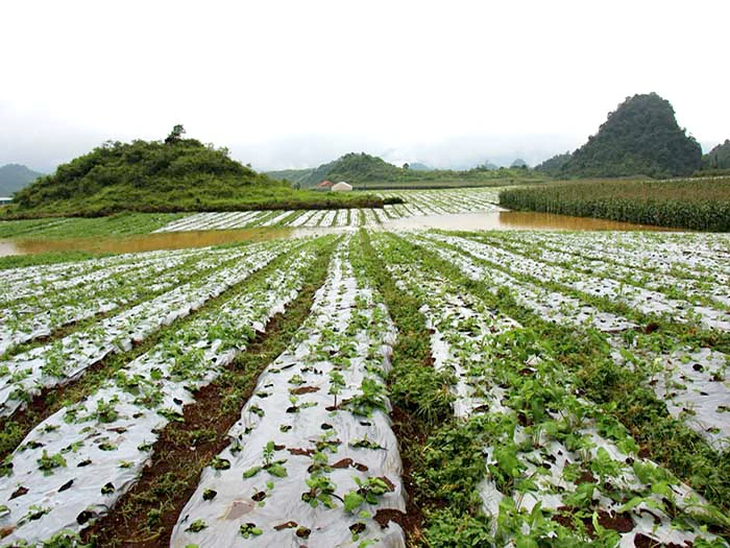 Xu hướng chăm sóc sức khoẻ chủ động bằng thảo dược lên ngôi - Ảnh 3. Xu hướng chăm sóc sức khoẻ chủ động bằng thảo dược lên ngôi - Ảnh 3.