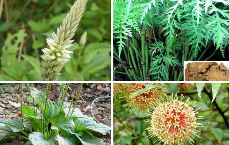 Hữu Lũng – kế thừa, phát huy tinh hoa nền y học cổ truyền - Ảnh 4. Hữu Lũng – kế thừa, phát huy tinh hoa nền y học cổ truyền - Ảnh 4.