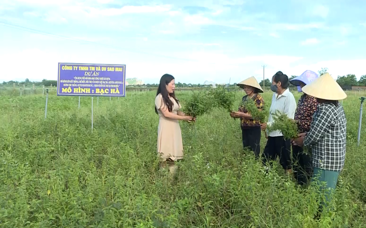 Đồng bào vùng cao Thanh Hóa sống nhờ vào cây dược liệu