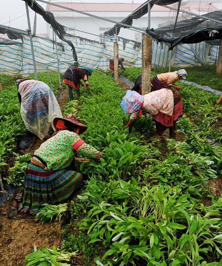 Thế mạnh của mô hình hợp tác xã dược liệu tại Lai Châu - Ảnh 2. Thế mạnh của mô hình hợp tác xã dược liệu tại Lai Châu - Ảnh 2.
