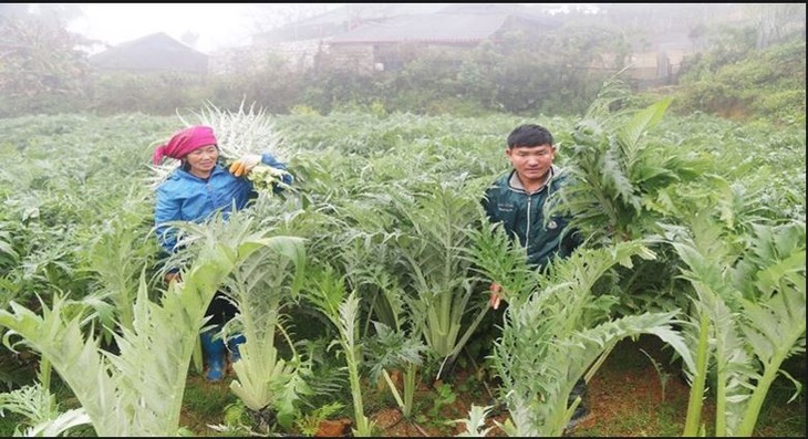 Bảo tồn những bài thuốc quý ở Lào Cai - Ảnh 1.