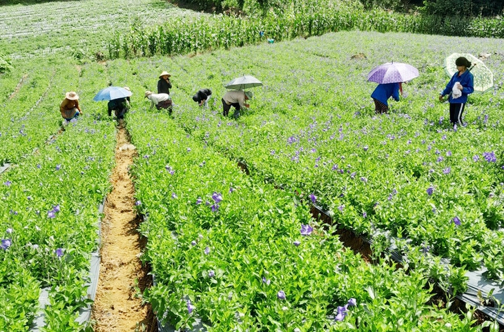 Thế mạnh của mô hình hợp tác xã dược liệu tại Lai Châu - Ảnh 1. Thế mạnh của mô hình hợp tác xã dược liệu tại Lai Châu - Ảnh 1.