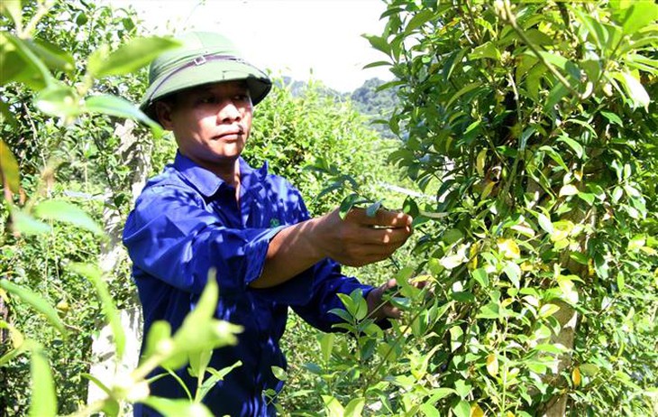 Vùng trồng dược liệu quý ở miền núi được hỗ trợ kinh phí thế nào? - Ảnh 1.