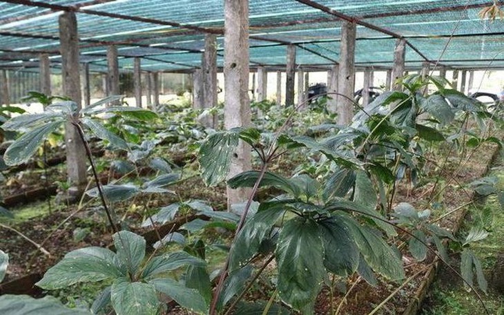 Cần chính sách hỗ trợ phát triển dược liệu trong nước