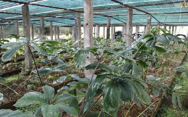 Cần chính sách hỗ trợ phát triển dược liệu trong nước - Ảnh 2.