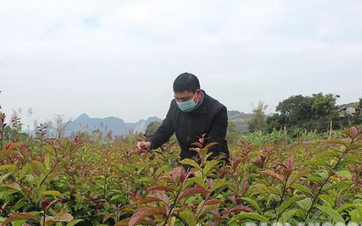 Trồng cây dược liệu nâng cao giá trị từ mô hình liên kết sản xuất ở Bắc Sơn, Lạng Sơn